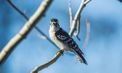 male downy woodpecker in tree