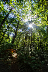Fototapeta na wymiar sun rays in green forest 