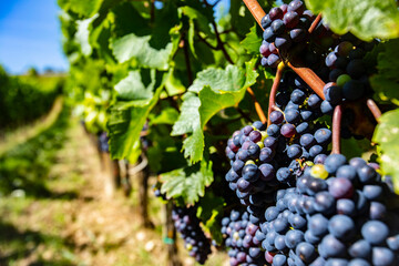 blue merlot grapes in green vineyard - obrazy, fototapety, plakaty
