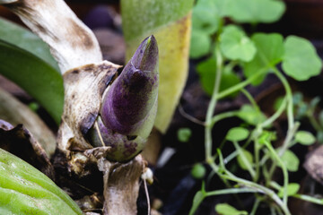 healthy bud of orchid growing in greenhouse, Brazilian nursery. Anatomy of orchid, bract, leaf axils and visible pseudo bulbs
