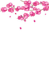 Peach Blossom spring flower hinamatsuri