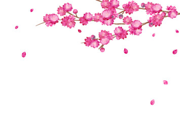 Peach Blossom spring flower hinamatsuri