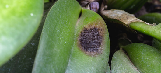 detail of sick orchid, nursery contaminated with fungi and bacteria. Black spot disease or rot, bract, leaf axils and visible pseudo bulbs