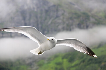 seagull flying in the sky