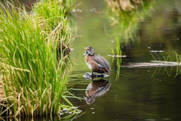 ring necked duck floating in pond