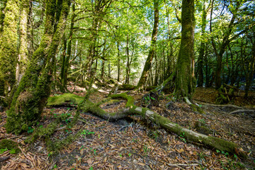 Obraz premium Beautiful park in Sochi in autumn