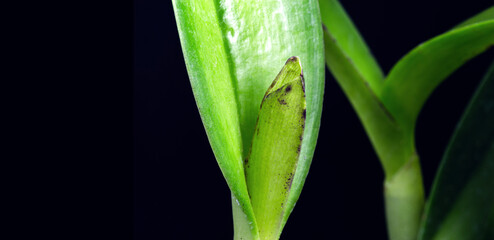 detail of orchid being born, Brazilian nursery, botany. Small bud of the flower being born, bract, leaf armpits and visible pseudo bulbs