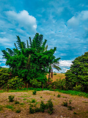 Fototapeta na wymiar Paisagem com palmeiras