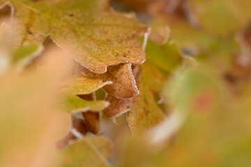 Close up colorful oak leaves frozen by falling mist, fog - abstract nature background