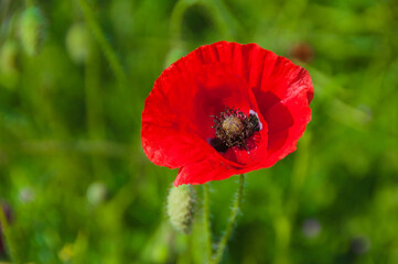 Hannover Bemerode