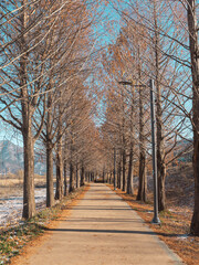 Beautiful forest landscape - the tree with bare branches on the path leading to the forest, autumn, early winter.