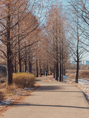 Beautiful forest landscape - the tree with bare branches on the path leading to the forest, autumn, early winter.