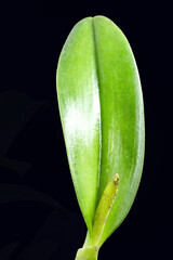 detail of orchid growing, healthy plant. Small bud of the growing flower, bract, leaf armpits and...