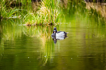 ring necked duck floating in pond