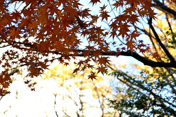 autumn in the park