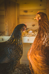 Gallinas en su gallinero corral © Izan