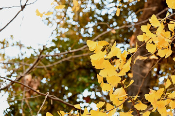 autumn leaves on a tree