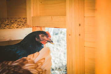 Gallinas en su gallinero corral © Izan