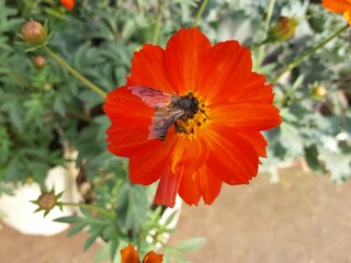 A honey bee collecting honey from a red flower, polination