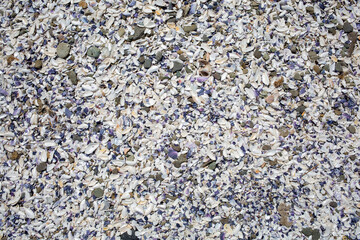 shells texture background, mussels, beach