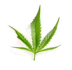 cannabis leaves on white background