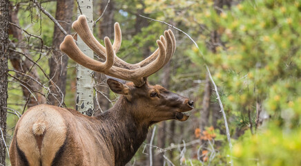 bull elk in full velvet antlers 