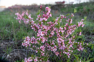 Fototapeta premium steppe almond blossom in spring
