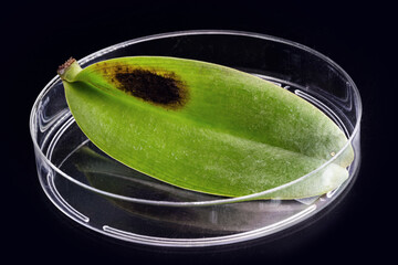 diseased orchid leaf inside a petri dish, with black fungi, botanical study, chemical industry