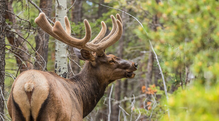 bull elk in full velvet antlers 
