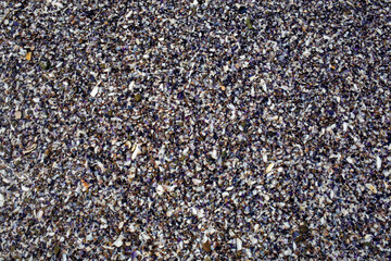 shells texture background, mussels, beach