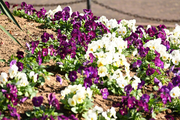 Obraz premium purple and white flowers
