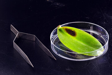 diseased orchid leaf inside petri dish, with black fungi, isolated background. Dying leaf, bacterial rot
