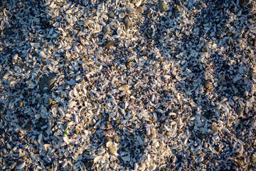 shells texture background, mussels, beach