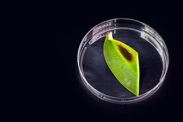 diseased orchid leaf inside petri dish, with black fungi, isolated background. Dying leaf, bacterial rot