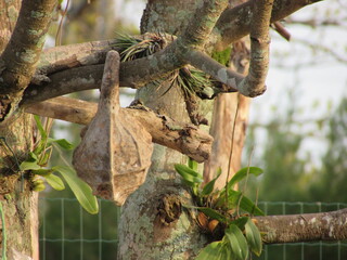 lizard on a tree