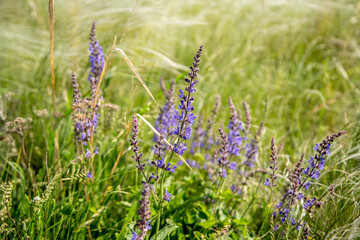 wild sage plant.