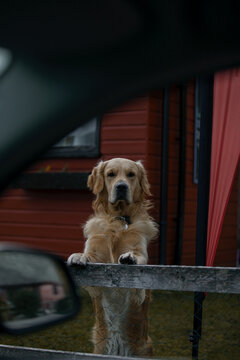 Golden retriever portrait from a window car