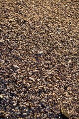 shells texture background, mussels, beach