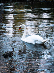 Schwan auf einem See
