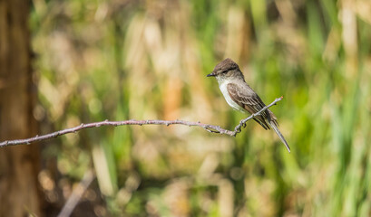 eastern Phoebe flycatcher on branch