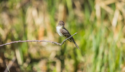 eastern Phoebe flycatcher on branch
