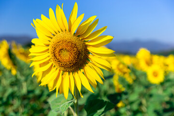 Sunflower blooming  with blue sky background ,nature concept