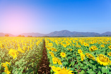 Sunflower garden blooming with blue sky background ,nature concept