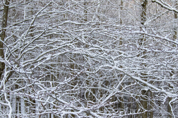 Obraz premium Snow covered branches