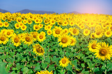 Sunflower garden blooming with blue sky background ,nature concept