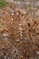 close up of dried grass