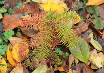 Abies koreana, the Korean fir seedling is turning yellow and brown with needles falling off in autumn. Conifer tree disease.