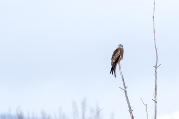 Red kite in a winter tree