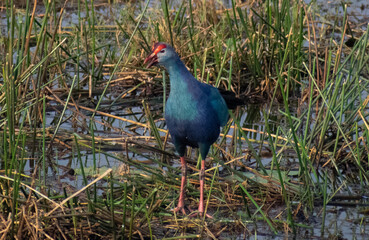 Swamphen