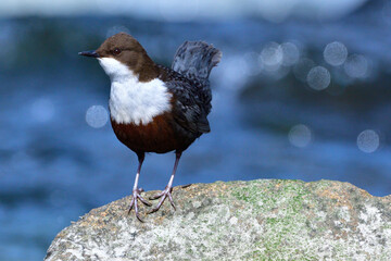 Wasseramsel (Cinclus cinclus) an der Spre